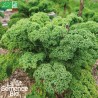 CHOU KALE - Graines BIO | La Semence Bio | Graines et Bio