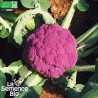 CHOU-FLEUR VIOLET de Sicile - Graines BIO | La Semence Bio | Graines et Bio