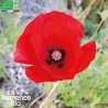 COQUELICOT - Graines BIO | La Semence Bio | Graines et Bio
