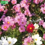 COSMOS SENSATION en Mélange - Graines BIO | La Semence Bio | Graines et Bio