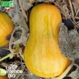 COURGE SUCRINE du Berry - Graines BIO | La Semence Bio | Graines et Bio