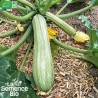 COURGETTE ORTOLANA di FAENZA - Graines BIO | La Semence Bio | Graines et Bio