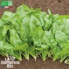 ÉPINARD PRÉCOCE Butterflay - Graines BIO | La Semence Bio | Graines et Bio