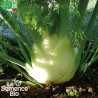FENOUIL PERFECTION - Graines BIO | La Semence Bio | Graines et Bio