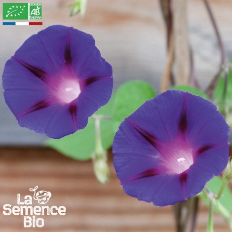 IPOMÉE - Graines BIO | La Semence Bio | Graines et Bio IPOMÉE - Graines BIO | La Semence Bio | Graines et Bio