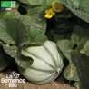 MELON CHARENTAIS Précoce du Roc - Graines BIO | La Semence Bio | Graines et Bio