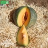 MELON PETIT GRIS de RENNES - Graines BIO | La Semence Bio | Graines et Bio