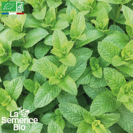 MENTHE VERTE - Graines BIO | La Semence Bio | Graines et Bio MENTHE VERTE - Graines BIO | La Semence Bio | Graines et Bio