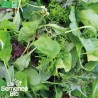 MESCLUN CRÉTOIS - Graines BIO | La Semence Bio | Graines et Bio