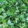 MESCLUN MIZUNA - Graines BIO | La Semence Bio | Graines et Bio