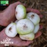 MINI OIGNON BLANC - Graines BIO | La Semence Bio | Graines et Bio