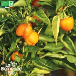 MINI POIVRON JAUNE Mini...