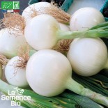 OIGNON BLANC de REBOUILLON - Graines BIO