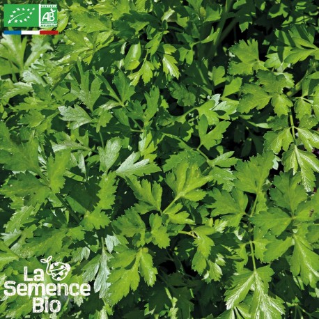 PERSIL GÉANT D'ITALIE - Graines BIO | La Semence Bio | Graines et Bio PERSIL GÉANT D'ITALIE - Graines BIO | La Semence Bio | Graines et Bio