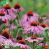 RUDBECKIA Echinacée - Graines BIO | La Semence Bio | Graines et Bio