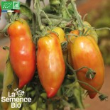 TOMATE ANDINE Cornue - Graines BIO