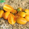 TOMATE CERISE Blush - Graines BIO | La Semence Bio | Graines et Bio