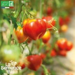 TOMATE PETIT COEUR DE BOEUF - Graines BIO