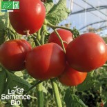 TOMATE PRÉCOCE DE QUIMPER - Graines BIO
