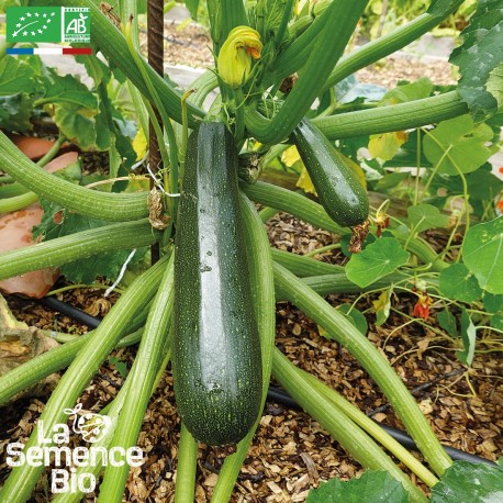 COURGETTE Ola Escaladora - Graines BIO | La Semence Bio | Graines et Bio COURGETTE Ola Escaladora - Graines BIO | La Semence Bio | Graines et Bio