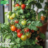 TOMATE CERISE Red Robin - Graines BIO
