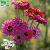 ZINNIA en Mélange - Graines BIO | La Semence Bio | Graines et Bio