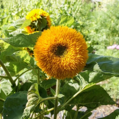 TOURNESOL à FLEURS "Giant Sungold" - Graines BIO | KOKOPELLI | Graines et Bio