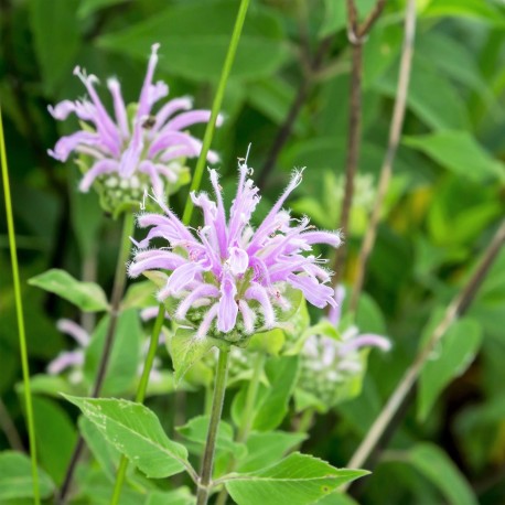 MONARDE BERGAMOTE - Graines non traitées | Ferme de Sainte Marthe | Graines et Bio