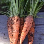 🥕 Graines de CAROTTE - CAROTTE DE COLMAR à Coeur Rouge - Graines BIO