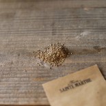 CAROTTE AMSTERDAM - Graines BIO | Ferme de Sainte Marthe | Graines et Bio