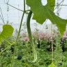 COURGE SERPENT - Graines BIO | Ferme de Sainte Marthe | Graines et Bio