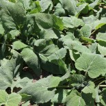 SAUGE Sclarée - Graines BIO | Ferme de Sainte Marthe | Graines et Bio