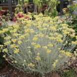 PLANTE CURRY ou Helichryse...