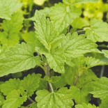 CATAIRE ou NEPETA - Graines BIO | Ferme de Sainte Marthe | Graines et Bio