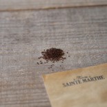 COCHLÉAIRE Officinale - Graines BIO | Ferme de Sainte Marthe | Graines et Bio