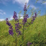 SAUGE DES PRÈS - Graines BIO | Ferme de Sainte Marthe | Graines et Bio