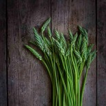 ASPERGETTE DES BOIS ou ASPERGE SAUVAGE - Graines non traitées | Ferme de Sainte Marthe | Graines et Bio