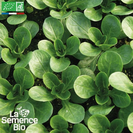 MÂCHE VIT - Graines BIO | La Semence Bio | Graines et Bio