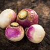 NAVET RUTABAGA Friese Gele - Graines BIO | Ferme de Sainte Marthe | Graines et Bio