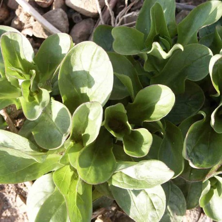 MÂCHE COQUILLE DE LOUVIERS - Graines BIO | Ferme de Sainte Marthe | Graines et Bio MÂCHE COQUILLE DE LOUVIERS - Graines BIO | Ferme de Sainte Marthe | Graines et Bio