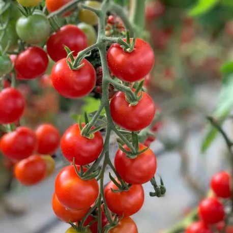 TOMATE CERISE Miel du Mexique - Graines BIO | Ferme de Sainte Marthe | Graines et Bio TOMATE CERISE Miel du Mexique - Graines BIO | Ferme de Sainte Marthe | Graines et Bio