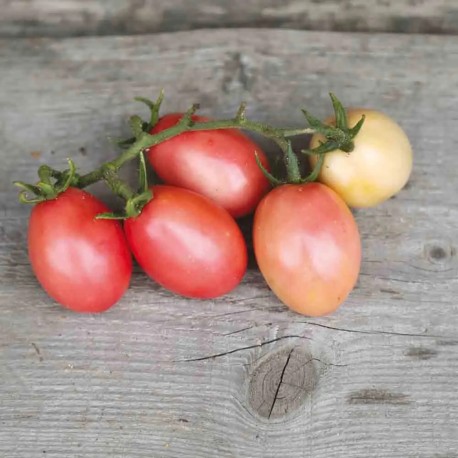 TOMATE CERISE Pink Thai Egg - Graines BIO | Ferme de Sainte Marthe | Graines et Bio TOMATE CERISE Pink Thai Egg - Graines BIO | Ferme de Sainte Marthe | Graines et Bio