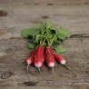 RADIS FLAMBOYANT 2 - Graines BIO | Ferme de Sainte Marthe | Graines et Bio