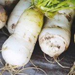 NAVET DE CROISSY - Graines BIO | Ferme de Sainte Marthe | Graines et Bio