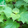 SHISO VERT - Graines BIO | Ferme de Sainte Marthe | Graines et Bio
