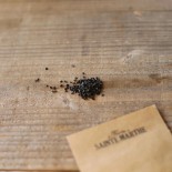 OIGNON JAUNE Sturon - Graines BIO | Ferme de Sainte Marthe | Graines et Bio