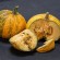 COURGE LADY GODIVA - Graines BIO