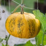 COURGE LADY GODIVA - Graines BIO | KOKOPELLI | Graines et Bio