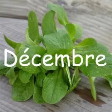 calendrier semis decembre