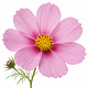 Cosmos